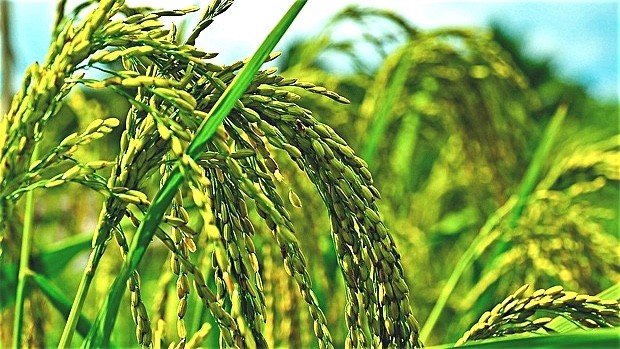Global seed data pool gains data of thousands of rice genomes