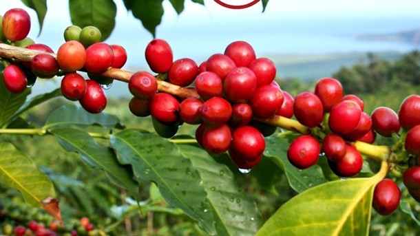 Coffee fruit is notorious for spoiling