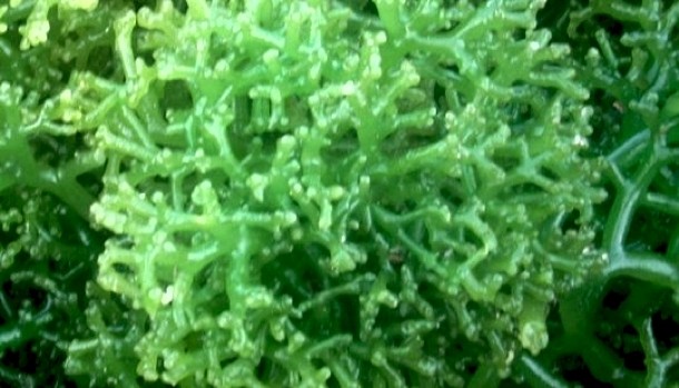 Eucheuma, a variety of seaweed, is known for its nutritional benefits