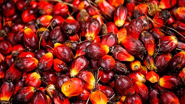 Inclusion of palm oil smallholders is a tough nut to crack