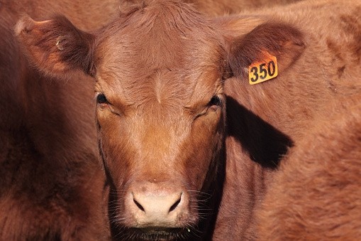 Australian cattle prices are not predicted to fall below the pre-2013 levels