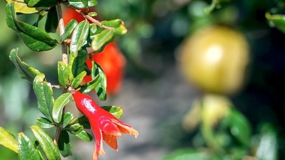 Pomegranate push gets ready to bear fruit in Australian wine region