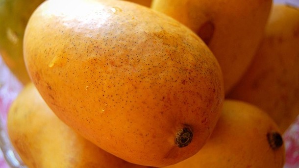 Fears of Indian mango shortage after only 50% of crop is harvested