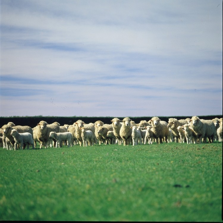 Sheep numbers have decreased by 3.2%. Image courtesy of Beef + Lamb New Zealand