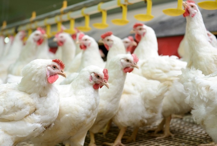 Outbreaks of avian influenza in the region has led to Singapore increasing preventative measures