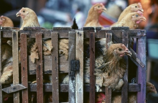Bird flu hits China's fresh poultry sales