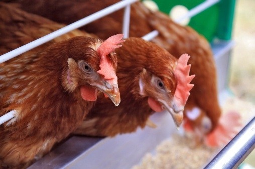 Australia discovers new chicken virus