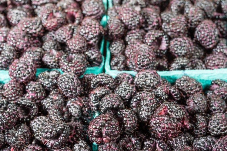 The black raspberry has superior antioxidant potential and health promoting properties when compared to other berries. Photo credit: iStock.com / jatrax