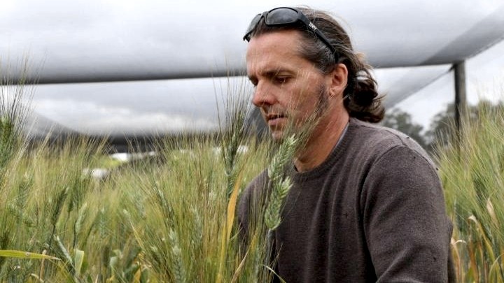 Jason Able with durum wheat in a plant-breeding trial