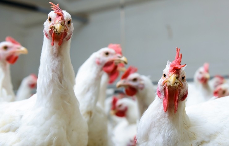 South Korea has lifted the ban on US poultry imports
