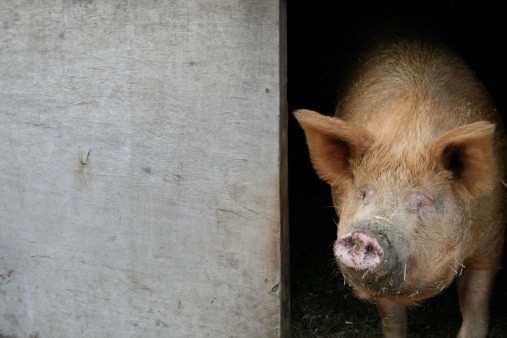 Australian pork sector invests in R&D