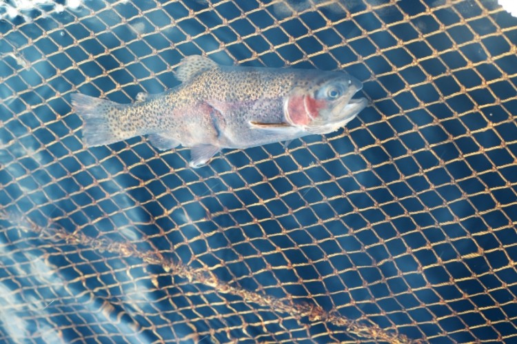 Fish from the hatchery will be released into UAE waters to boost fish stocks