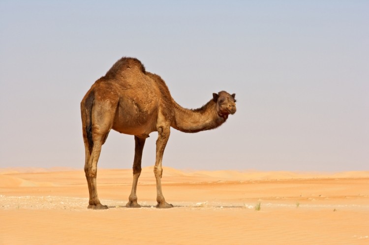 Camels are suspected as the virus source but the routes of transmission remain unknown