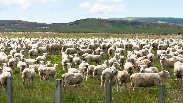 A New Zealand government program aims to help develop the sheep milk industry in the country. Pic: ©iStock/brians101