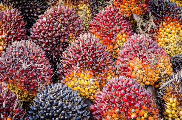 Rapporteurs of the Biodiversity Bill have said the tax was removed for legal technicalities but Socialist and Ecology MPs have said France was blackmailed by palm oil producers. Photo: iStock