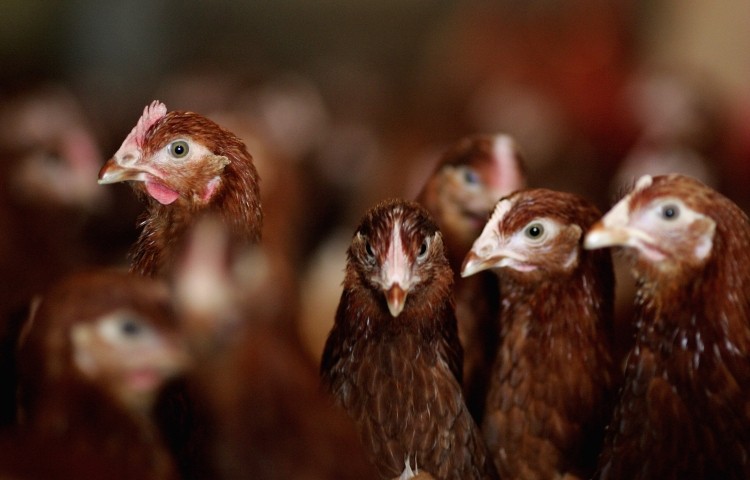 Indian poultry farmers continue use of growth promoters, despite official  ban