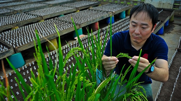 Tsutomu Ishimaru is introducing the SPIKE gene into new rice varieties to boost yield