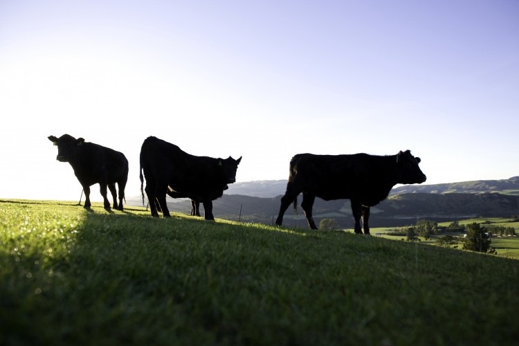 Most of New Zealand's beef and dairy products are unbranded. Photo credit: Beef + Lamb New Zealand