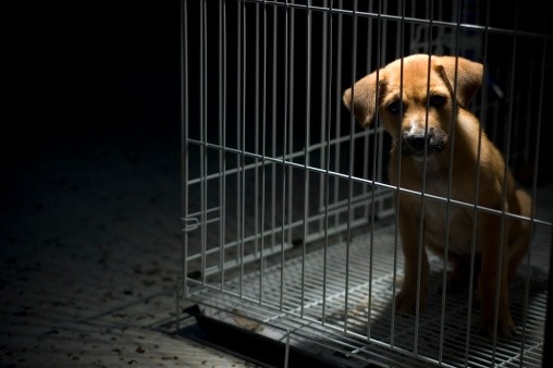 Taiwan has become one of just a few Asian nations to ban the consumption of dog meat