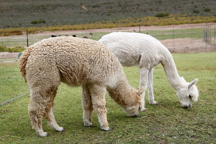 Alpaca meat is being considered a superfood by some in Australia
