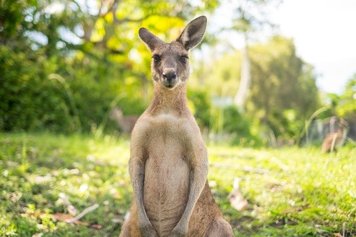 Some consumers are opposed to eating 'roo, a globally recognised symbol of Australia