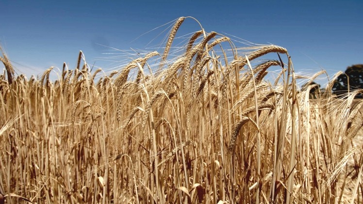 Two new barley plant genes discovered