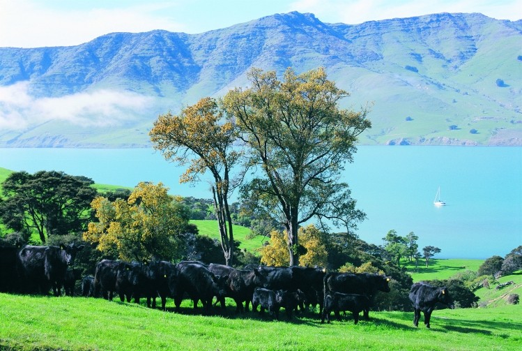 The idea is to demonstrate the key principles of sustainable beef production. Photo credit: Beef + Lamb New Zealand