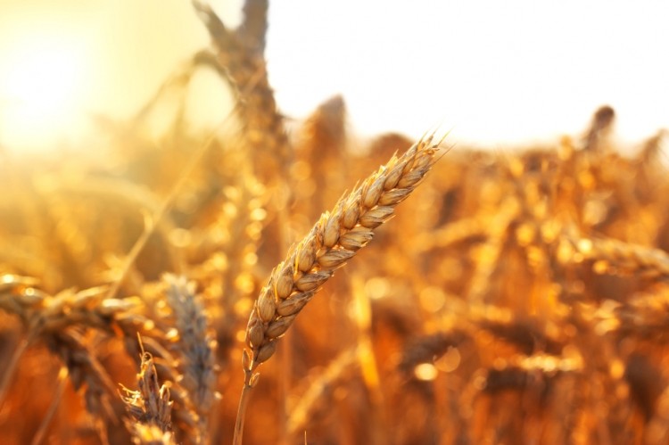 Egypt’s wheat import dispute continues, with mixed messages on fungal infection rates sparking panic about cancer-causing bread, as a currency devaluation puts strain on food prices.(© iStock.com)