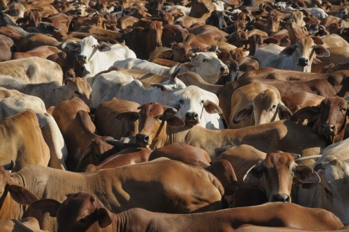 China to master industrialised cattle cloning in 2016 