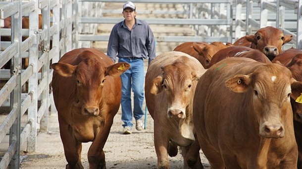 Study aims to understand consumers' view of meat from paddock to plate
