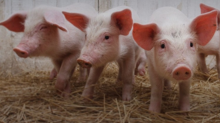 The APIQ scheme is administered by Australian Pork Limited on behalf of the pig industry