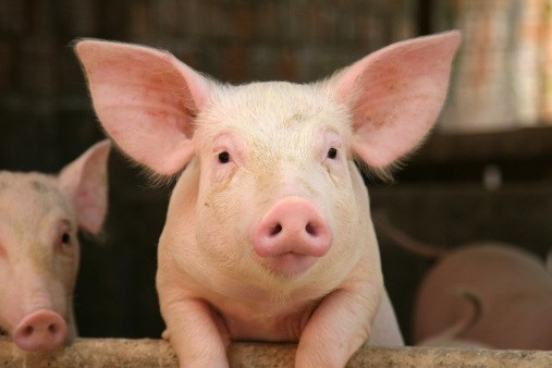 The investment includes farms and processing facilities to kill 300,000 pigs by the end of next year