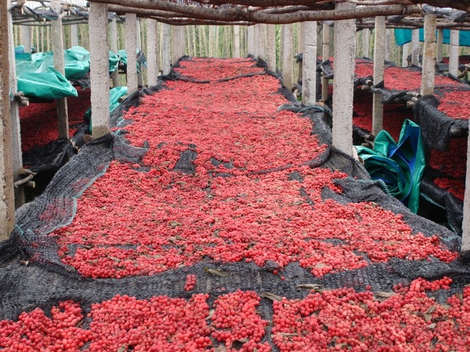 Schisanda berries drying in China.  Photo courtesy of Chris Kilham.
