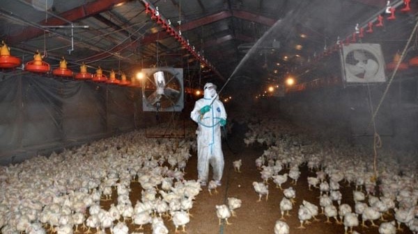 Avian flu outbreaks in Japan are becoming an annual occurrence