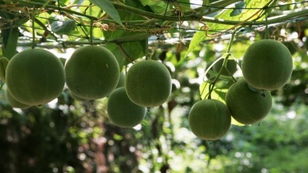 Layn wants to introduce its monk fruit extract to Japan and Europe. ©iStock