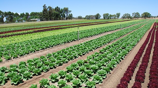 Tough year has seen veg growers’ profits plunge by more than 90%