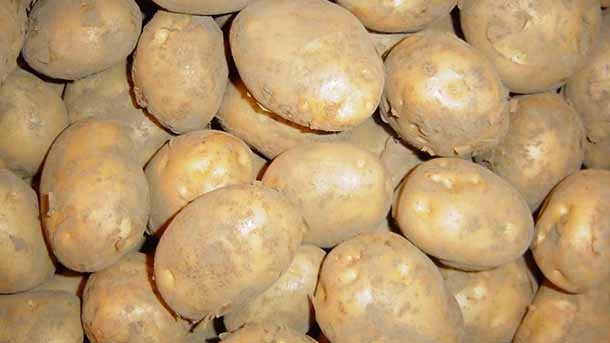 China eyes potato cultivation as possible solution to low agri-yield
