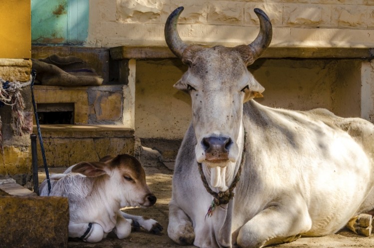 The beef trade in India is bound up with demand for sacrificial animals