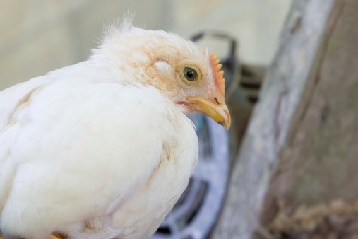 More than 200,000 avian animals will be culled in the Philippines