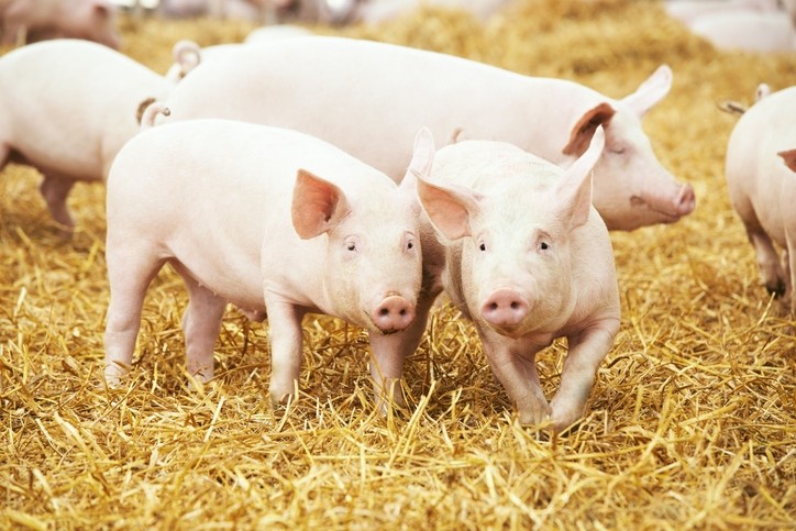 The proposed farm will have a capacity of 500,000 pigs