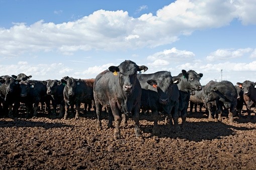 Wellard is working with its shareholder Fulida Group to build feedlots in China
