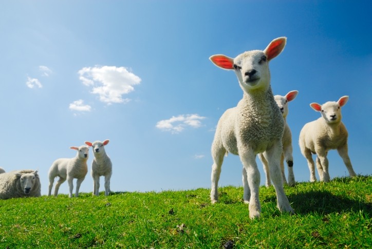 The lambs available for export are estimated to be lower than last season