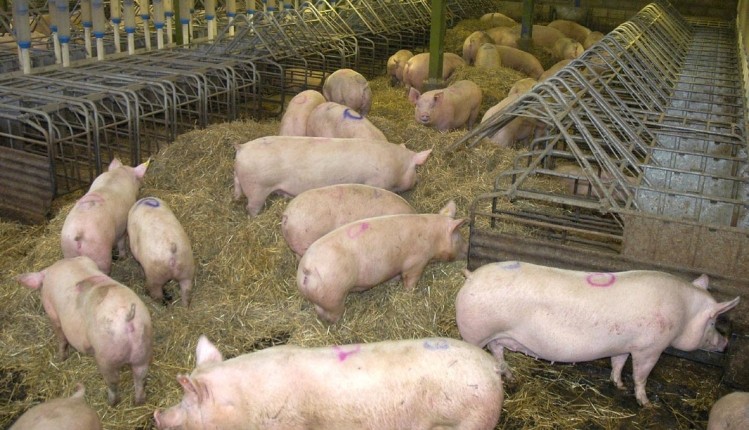Pork supply in China is being impacted by restrictions on pig farming