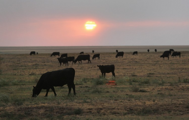 Dry conditions in Australian cattle regions have continued into 2015