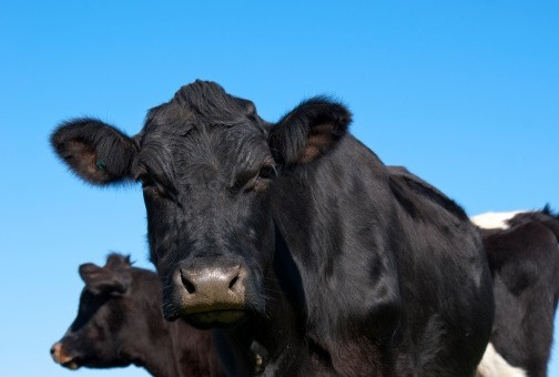 Creekstone Farm exports Black Angus beef to Europe, South America and Asia