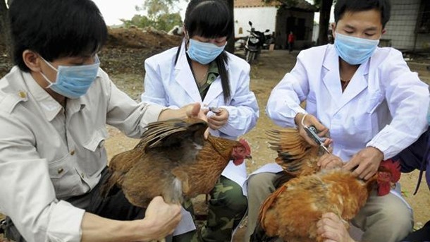 Hong Kong bans chicken imports from China after new bird flu discovery