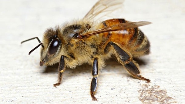 Oz scientists tag bees in first such study into crop pollination 