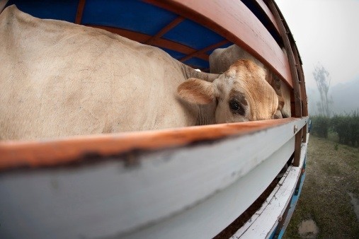 Chinese officials cracks down on unscrupulous cattle dealers