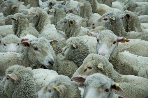 Higher export prices are expected for sheepmeat and beef