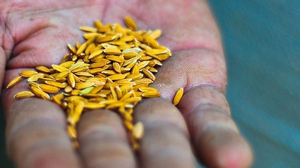 Rice institute developed 44 new or improved rice varieties in 2013